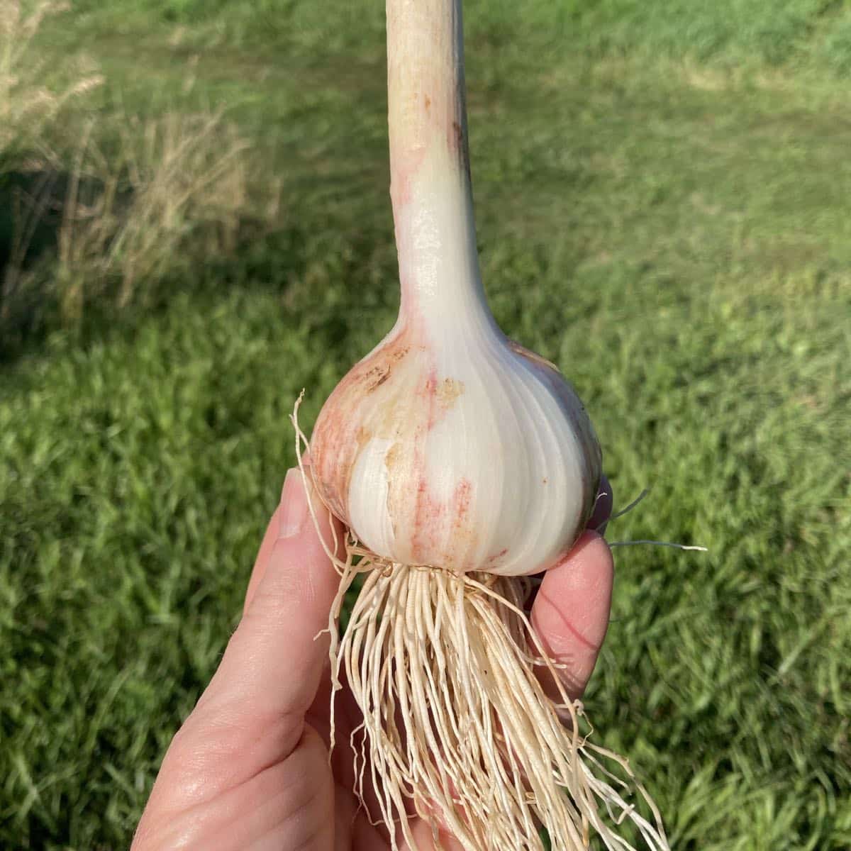 https://www.tipiproduce.com/wp-content/uploads/2022/07/IMG_5955-fresh-garlicSQ.jpg